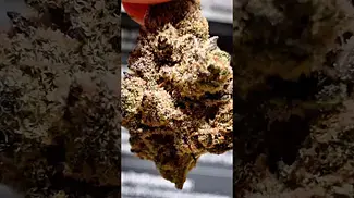 4C Labs Craft Select DB T26 Death Bubba Medical Cannabis Flower