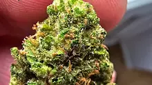 Medical Bud Reviews Video Thumbnail
