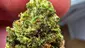 Video Thumbnail: Medical Bud Reviews