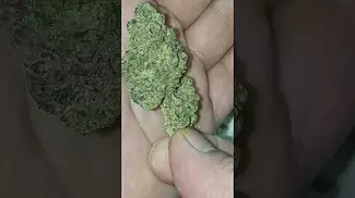 Farm Gas, Medical Prescription Cannabis Medication Unboxing Review 