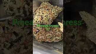 All Nations Pineapple Express T27