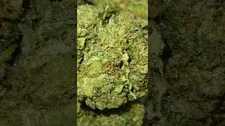 4C Labs | Stinky Pinky Kush | UK Medical Flower | First Look 