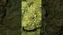 VIP THC Video Thumbnail