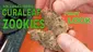 Video Thumbnail: Smacksalad