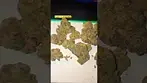 #fire cookies#medicus#27%THC