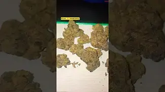 #fire cookies#medicus#27%THC