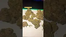 Giggzy Medical Buds Video Thumbnail