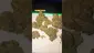 Video Thumbnail: Giggzy Medical Buds