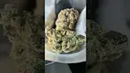 Green Karat |Trillianz | UK Medical Flower #medicalcannabis #ukmedicalcannabis