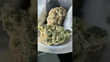 Vybzz 420 Video Thumbnail