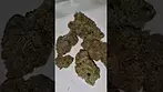 Medcan tokoloshe 24% thc