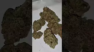 Medcan tokoloshe 24% thc