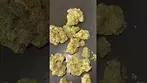 Papers Yoda Cap 29% Medical Cannabis Flower | First Look  #YodaCap #MedicalCannabis