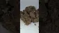 Video Thumbnail: HighStandards420