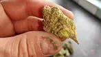 Cookies Hawaiian Rain