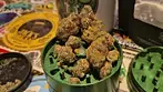 Green Karat FS T29 Fiji Sunset Medical Cannabis Flower