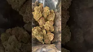 ATOMIC SOUR GRAPEFRUIT | UK MEDICAL CANNABIS PATIENT FLOWER REVIEW 2025