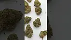 Plantation Ceres Rainbow Pave out the bag