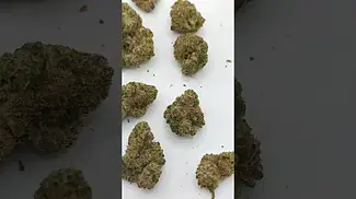 Plantation Ceres Rainbow Pave out the bag