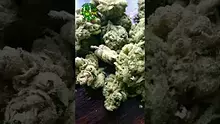 VIP THC Video Thumbnail