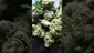 Video Thumbnail: VIP THC