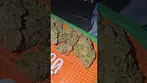 IPS Permanent chrimea UK Medical Flower First Impressions