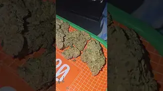 IPS Permanent chrimea UK Medical Flower First Impressions
