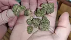 uk medical cannabis modified gas figi sunset and ostara solar