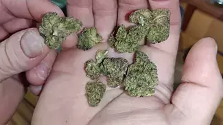 uk medical cannabis modified gas figi sunset and ostara solar