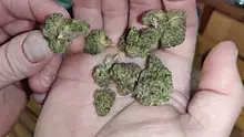 CannaChris Video Thumbnail