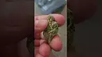 CURALEAF ZOOKIES 26% THC