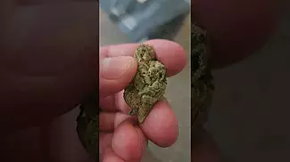 CURALEAF ZOOKIES 26% THC