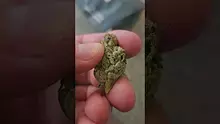 THE DAILY NUGZ Video Thumbnail