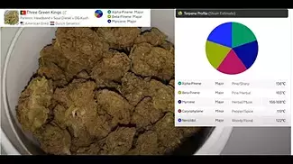 Adven® Cura-5 T18 Three Green Kings Medical Cannabis - NEW UK Strain Review