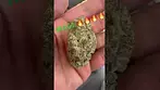 Mac1 medical cannabis uk #backpainrelief #legal #uk #ukmedicalcannabis #mac1