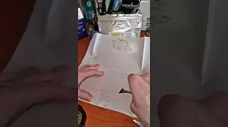 WEDDING POP TRIANGLE | Curaleaf| PRESS TEST