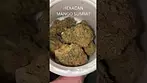 UK MEDICAL | MANGO SUMMIT BY HEXACAN T20 #420community #uk  #cbpm #420 #ukmedicalcannabis