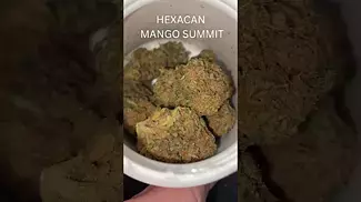 UK MEDICAL | MANGO SUMMIT BY HEXACAN T20 #420community #uk  #cbpm #420 #ukmedicalcannabis