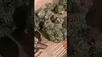 Uklegal #GreenKarat Supreme Diesel 28%thc1%cbd #shortvideo #reggae #medicated #mentalhealthawareness