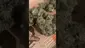 Video Thumbnail:  Sirspliffalot87
