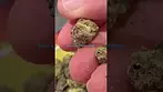 Blue lobster medical cannabis first look by Vasco Cipher 27% Indica Hybrid exited for this one 