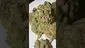 Video Thumbnail: Medi Blaze