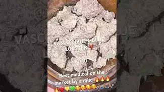 VASCO CIPHER- BLUE LOBSTER    (UK MEDICAL CANNABIS)
