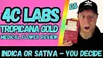 4C Labs | Tropicana Gold | UK Medical Flower Review