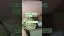 Medical 420 Video Thumbnail