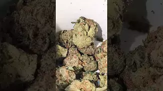 SUNDAZE GUAVA BARS (UK PRESCRIPTION MEDICATION)