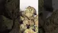 Video Thumbnail: PrescribedBouquet