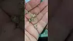 L.A.Kush Cake Adven Flos Cura-T11, Prescription Cannabis 