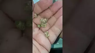 L.A.Kush Cake Adven Flos Cura-T11, Prescription Cannabis 