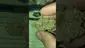 Video Thumbnail: Smoking Through the Jungle Ready for the Rumble